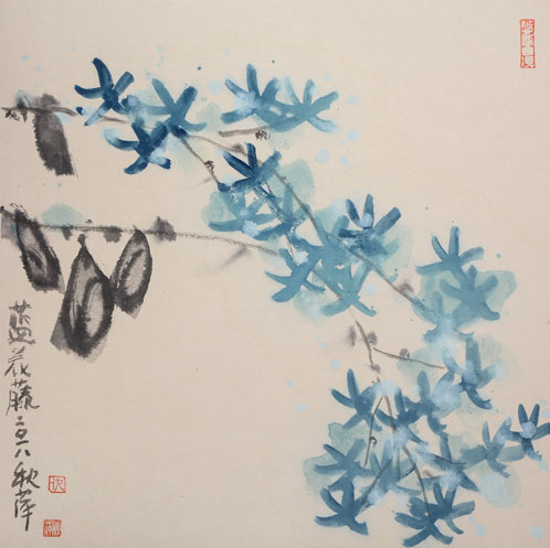 蓝花藤6